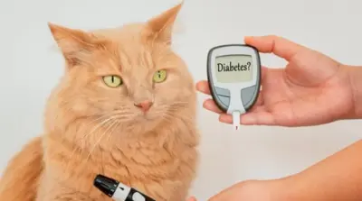 Smart Cat Collar 1