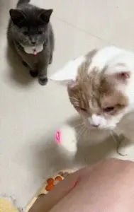 Cat Lazy