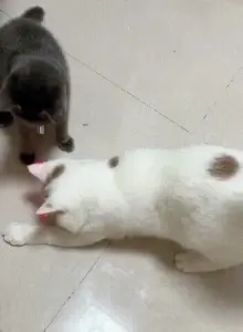Smart Cat Collar