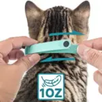 Electric Smart Amusing Collar for Kitten - Image 7